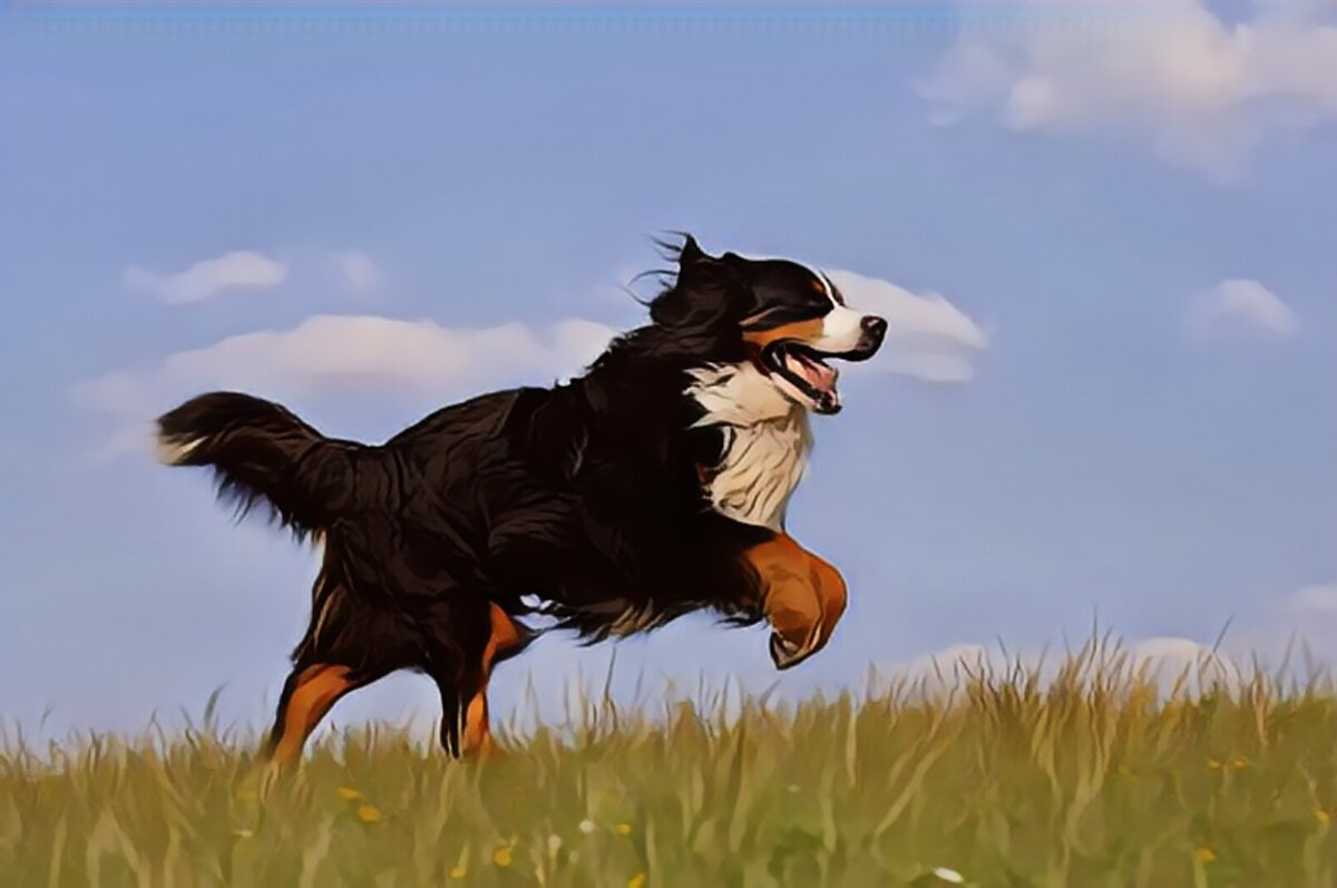 Berner Sennenhund springt im Gras